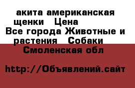 акита американская.щенки › Цена ­ 75 000 - Все города Животные и растения » Собаки   . Смоленская обл.